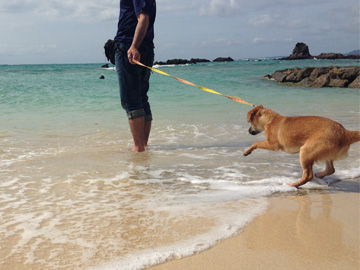 沖縄の海の寒さに犬もビックリ！