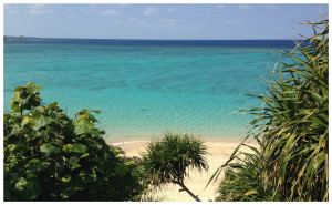 ビーチは沖縄特有の南国植物に囲まれています。