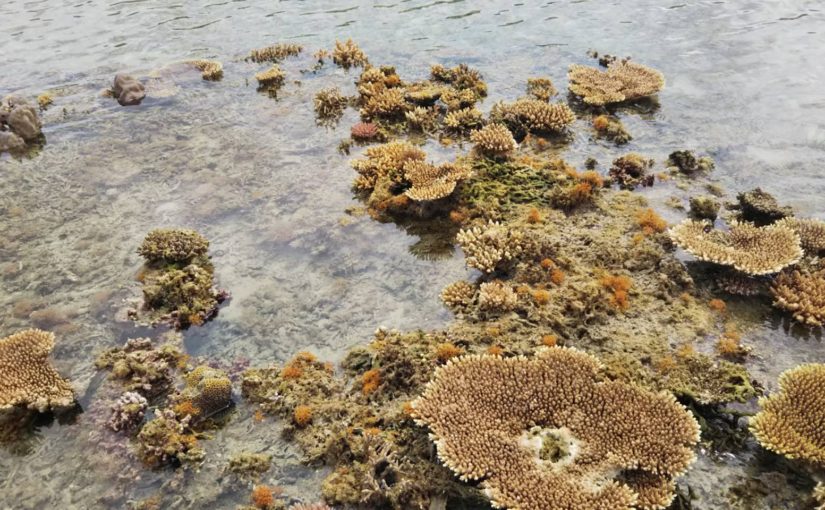 造礁サンゴ 海面から露出