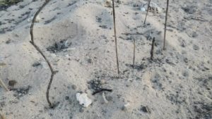 ウミガメ　卵孵化　足跡